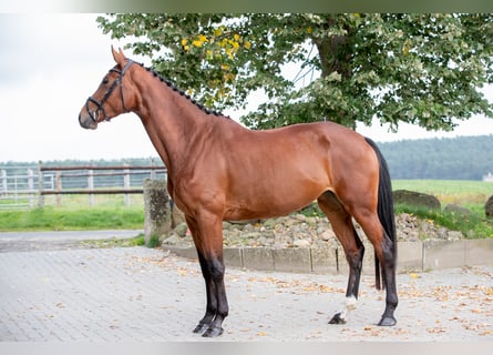 Koń holsztyński, Klacz, 7 lat, 178 cm, Gniada