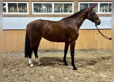 Koń holsztyński, Klacz, 7 lat, Gniada