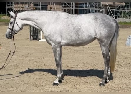 Koń holsztyński, Klacz, 8 lat, 163 cm, Siwa