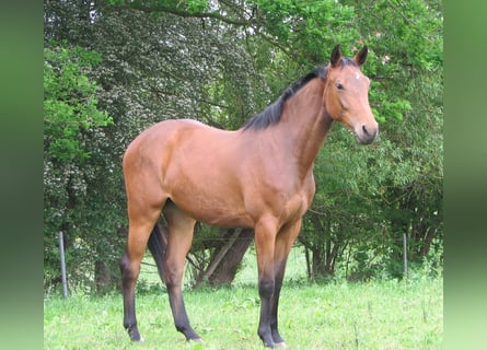 Koń holsztyński, Klacz, 8 lat, 167 cm, Ciemnogniada