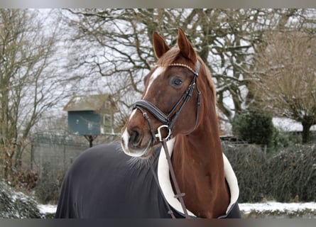 Koń holsztyński, Klacz, 8 lat, 172 cm, Ciemnokasztanowata