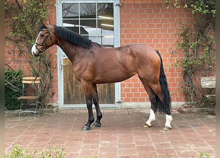 Koń holsztyński, Klacz, 8 lat, 172 cm, Gniada