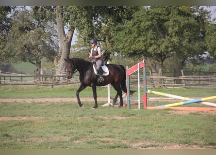 Koń holsztyński, Klacz, 8 lat, 180 cm, Ciemnogniada