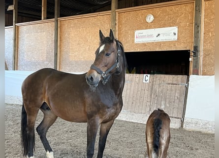 Koń holsztyński, Klacz, 9 lat, 165 cm, Gniada