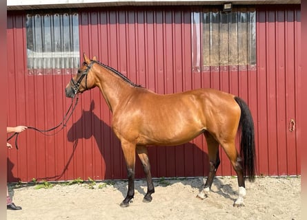 Koń holsztyński, Klacz, 9 lat, 168 cm, Gniada