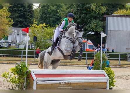 Koń holsztyński, Klacz, 9 lat, 169 cm, Siwa