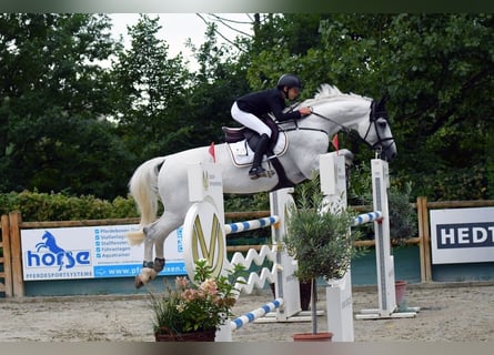 Koń holsztyński, Ogier, 14 lat, 173 cm, Siwa