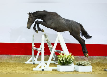 Koń holsztyński, Ogier, 1 Rok, 152 cm, Siwa