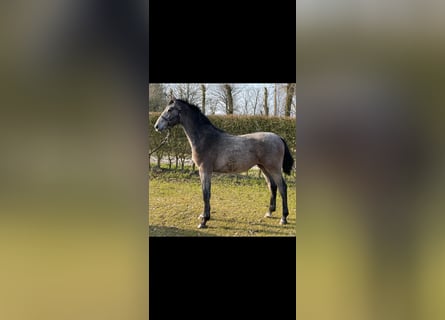 Koń holsztyński, Ogier, 1 Rok, 153 cm, Siwa