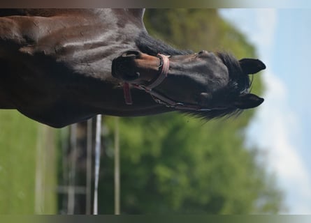 Koń holsztyński, Ogier, 1 Rok, 170 cm, Gniada