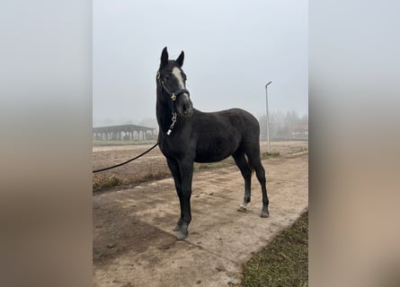 Koń holsztyński, Ogier, 1 Rok, 175 cm, Może być siwy