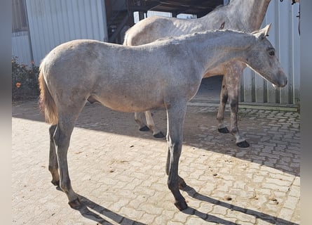 Koń holsztyński, Ogier, 1 Rok, Siwa