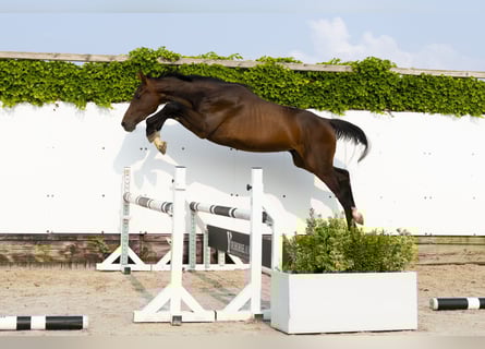 Koń holsztyński, Ogier, 2 lat, 161 cm, Ciemnogniada
