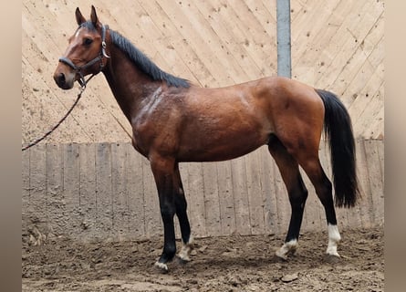 Koń holsztyński, Ogier, 2 lat, 163 cm, Gniada