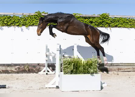 Koń holsztyński, Ogier, 2 lat, 164 cm, Ciemnogniada