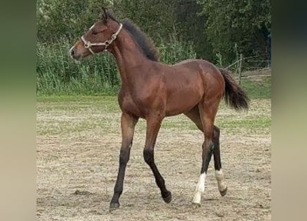 Koń holsztyński, Ogier, 2 lat, 169 cm, Gniada