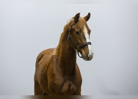 Koń holsztyński, Ogier, 2 lat, Kasztanowata