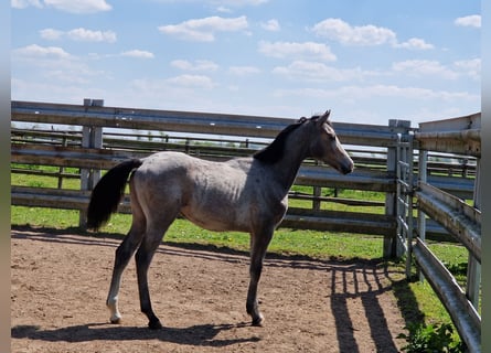 Koń holsztyński, Ogier, 2 lat, Może być siwy