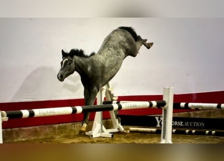 Koń holsztyński, Ogier, 2 lat, Siwa