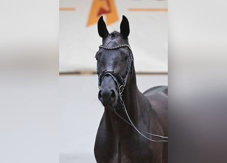 Koń holsztyński, Ogier, 3 lat, 164 cm, Kara