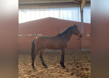 Koń holsztyński, Ogier, 3 lat, 165 cm, Gniada