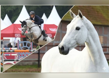 Koń holsztyński, Ogier, 3 lat, 165 cm, Gniada