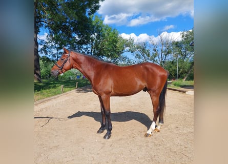 Koń holsztyński, Ogier, 3 lat, 169 cm, Gniada