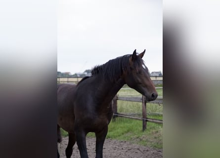 Koń holsztyński, Ogier, 3 lat, Gniada