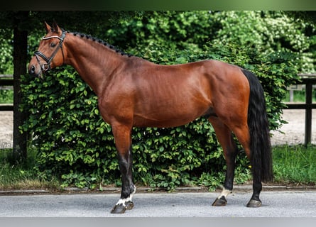 Koń holsztyński, Ogier, 4 lat, 169 cm, Gniada