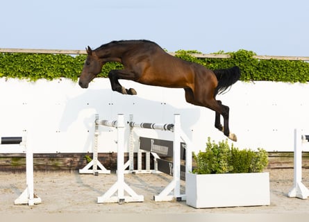 Koń holsztyński, Ogier, 5 lat, 165 cm, Ciemnogniada