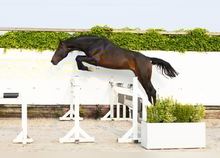 Koń holsztyński, Ogier, 5 lat, 166 cm, Gniada