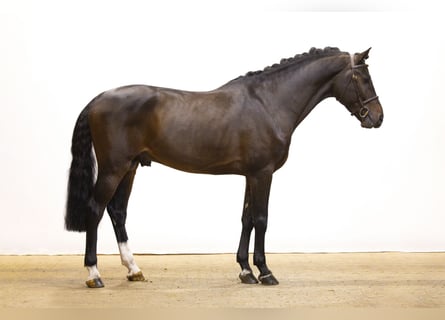 Koń holsztyński, Ogier, 5 lat, 167 cm, Ciemnogniada Koń holsztyński, Ogier, 5 lat, 167 cm, Ciemnogniada