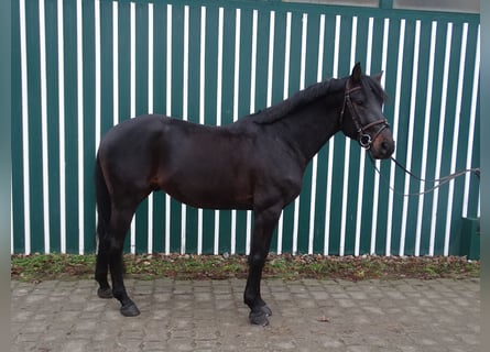 Koń holsztyński, Ogier, 5 lat, 168 cm, Kara