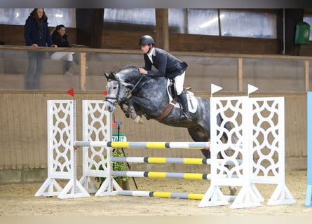 Koń holsztyński, Ogier, 6 lat, 163 cm, Siwa