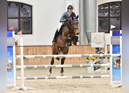 Koń holsztyński, Ogier, 6 lat, 166 cm, Gniada