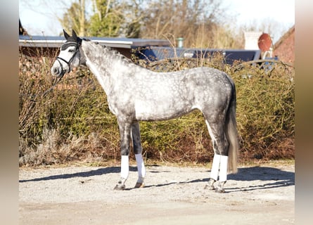 Koń holsztyński, Ogier, 6 lat, 169 cm, Siwa
