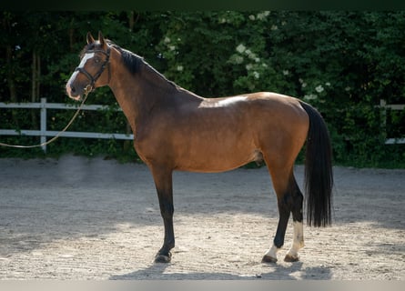 Koń holsztyński, Ogier, 7 lat, 165 cm, Gniada