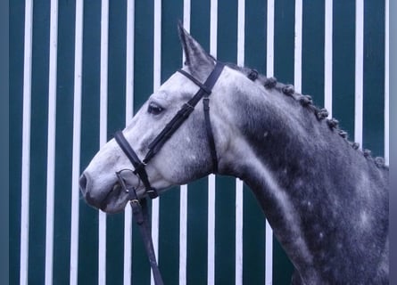 Koń holsztyński, Ogier, 8 lat, 160 cm, Siwa