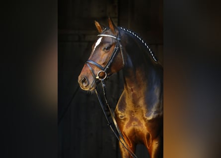 Koń holsztyński, Ogier, 9 lat, 172 cm, Ciemnogniada