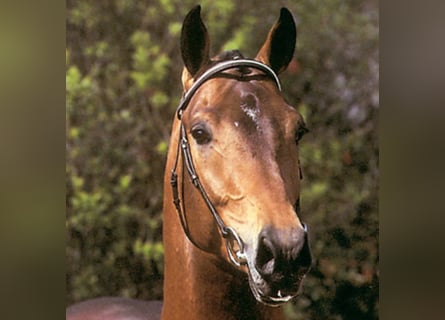 Koń holsztyński, Ogier, 34 lat, 168 cm, Gniada