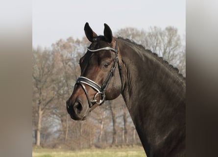 Koń holsztyński, Ogier, 24 lat, 169 cm, Gniada
