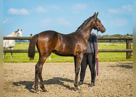 Koń holsztyński, Ogier, Źrebak (04/2025), Gniada