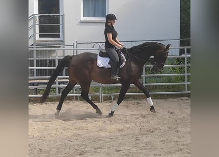 Koń holsztyński, Wałach, 16 lat, 176 cm, Gniada