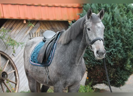 Koń holsztyński, Wałach, 4 lat, 164 cm, Siwa