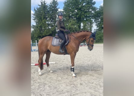 Koń holsztyński, Wałach, 5 lat, 163 cm, Kasztanowata