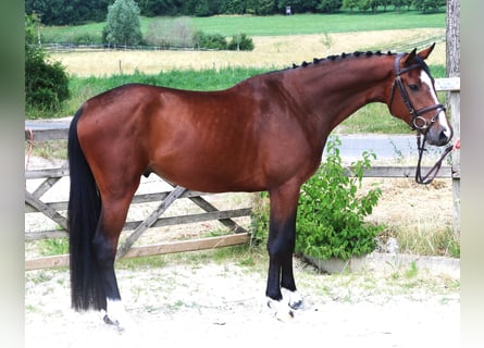 Koń holsztyński, Wałach, 5 lat, 166 cm, Ciemnogniada