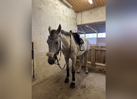 Koń holsztyński, Wałach, 5 lat, 170 cm, Siwa w hreczce