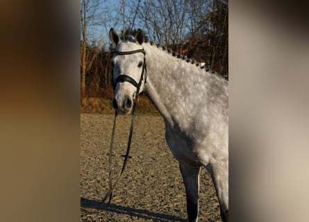 Koń holsztyński, Wałach, 6 lat, 167 cm, Siwa