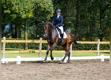 Koń holsztyński, Wałach, 6 lat, 172 cm, Ciemnogniada