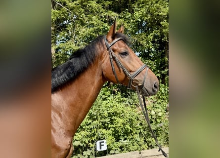 Koń holsztyński, Wałach, 8 lat, 170 cm, Gniada